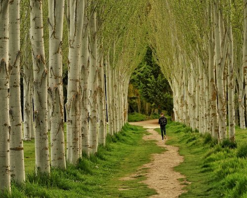 Persona caminando tranquilamente por un sendero verde